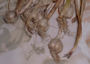 garlic root.jpg